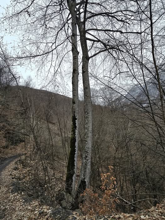 ერთად დაიბადნენ... 