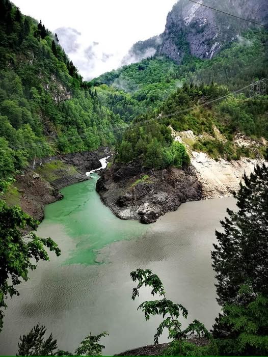 დათვი
